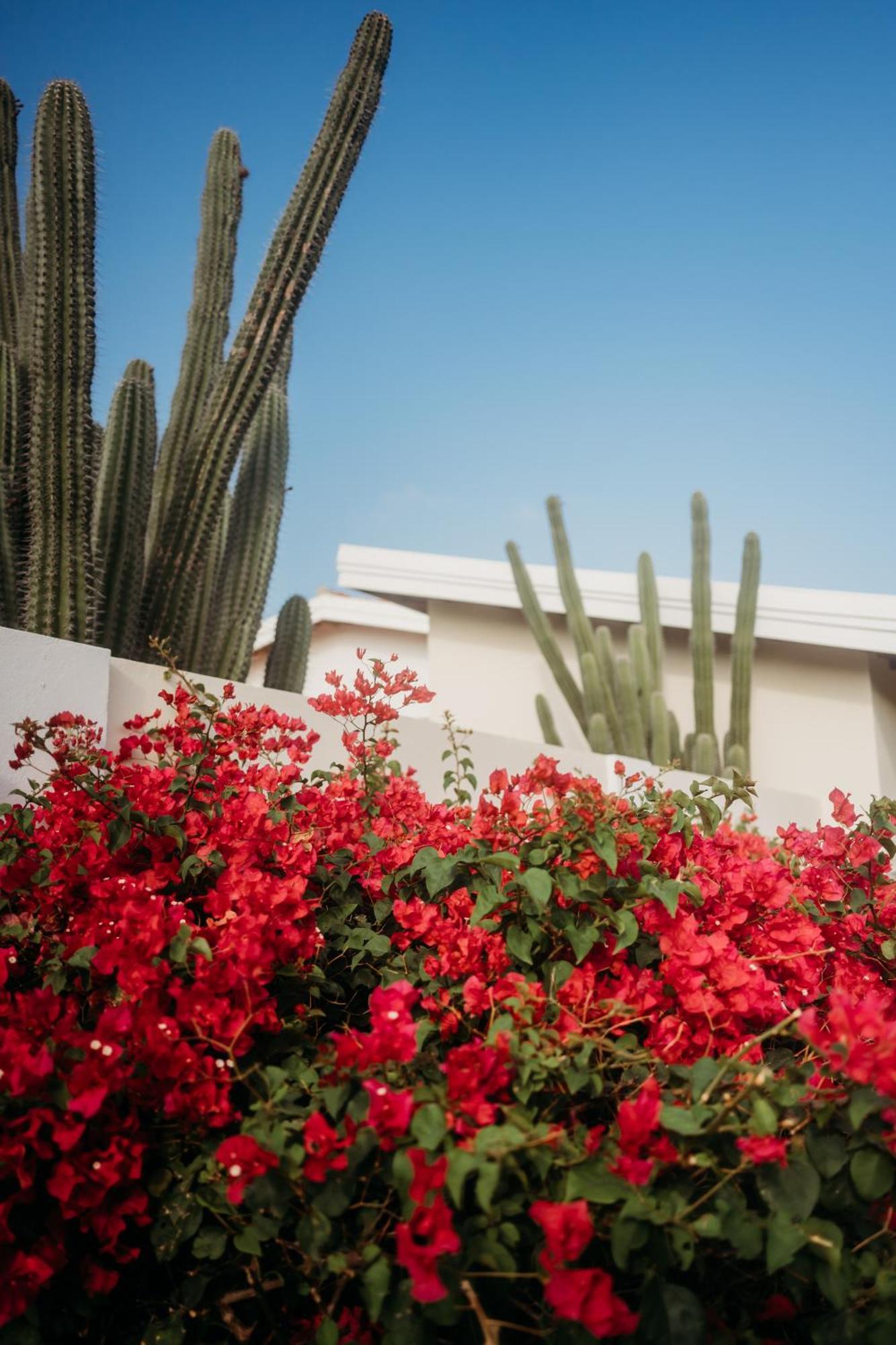 Pura Vida Aruba Appartement Palma Noord Exterior photo